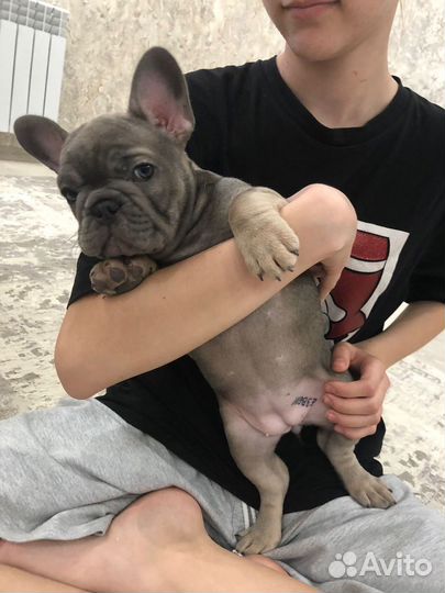 Французский бульдог