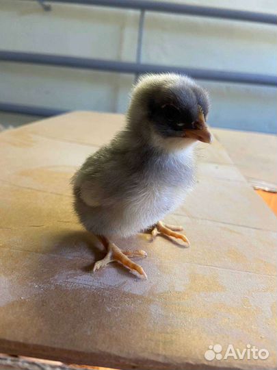 Цыпленок, петушки, инкубационные яйца