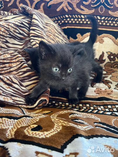 Котята