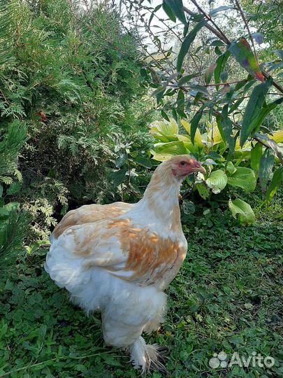 Куры Брама Лимон