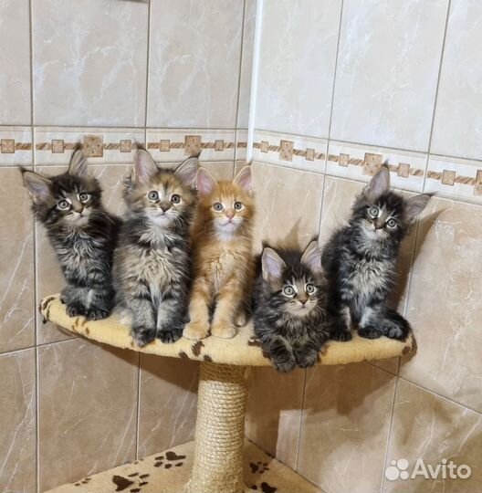Котята мейн-кун