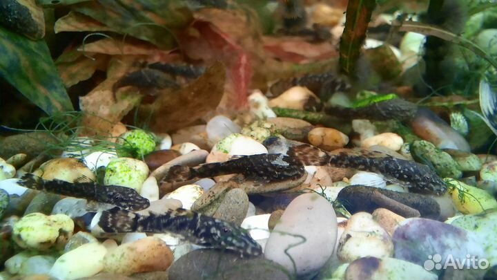 Сомики анцитрус и улитки Покемоны (молодь)