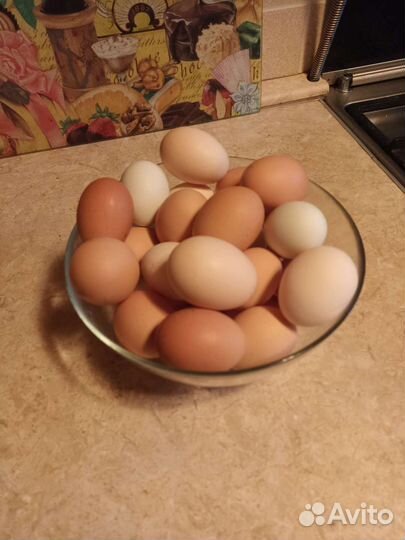 Куриное яйцо