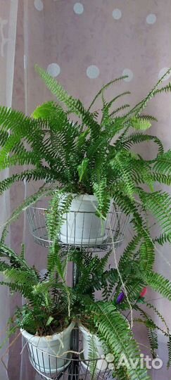 Комнатные растения цветы