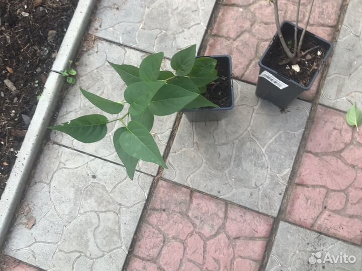 Саженцы сирени красавица Москвы