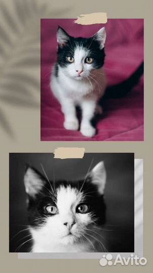 Котенок в добрые руки