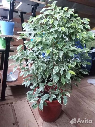 Фикус бенджамина