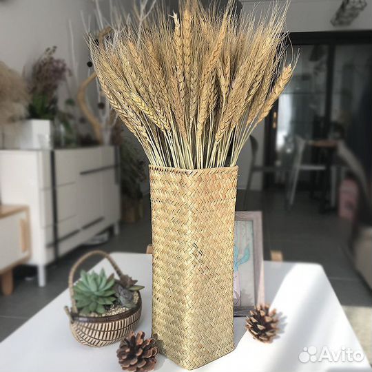 Пшеница сухоцвет колос