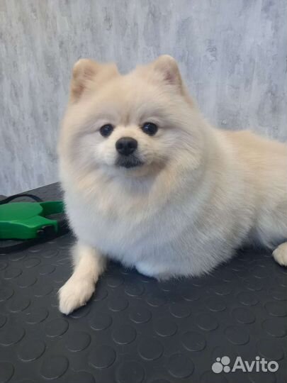 Стрижка собак и кошек (Груминг)