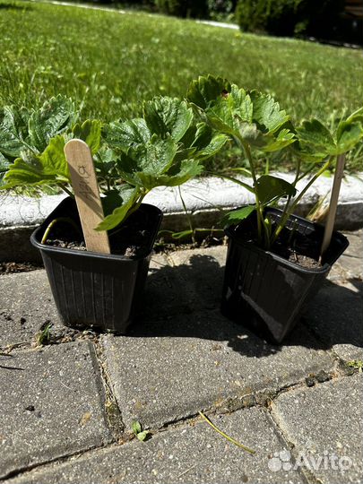 Клубника Азия