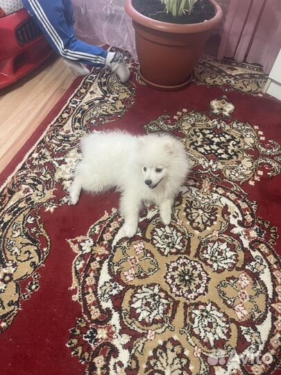 Померанский шпиц