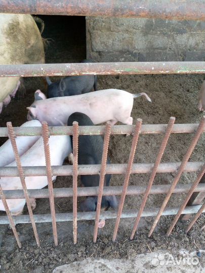 Продаются 2-ух месячные поросята,мясной породы