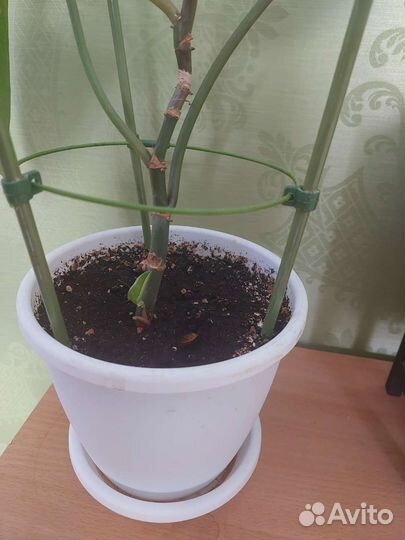 Филодендрон Red Emerald