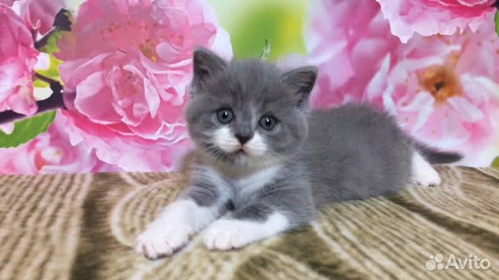 Британский котенок