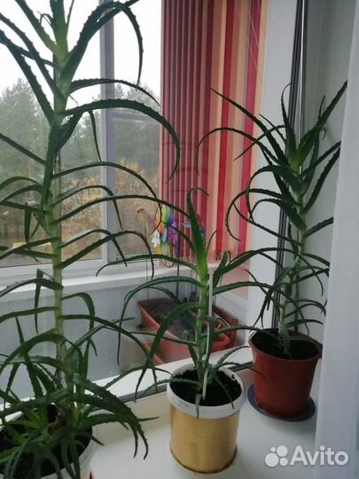 Алоэ лечебное