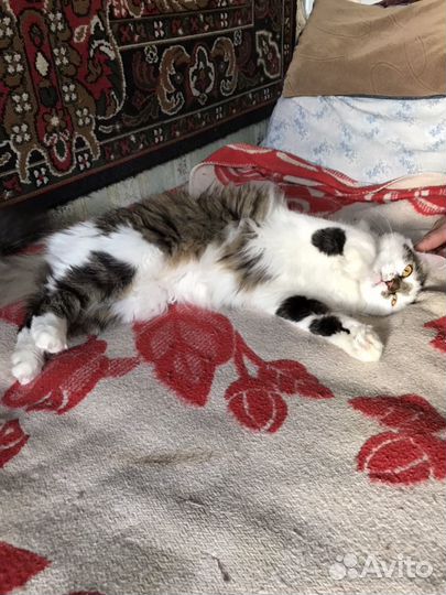 Кошка бесплатно