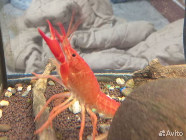 Аквариумные раки