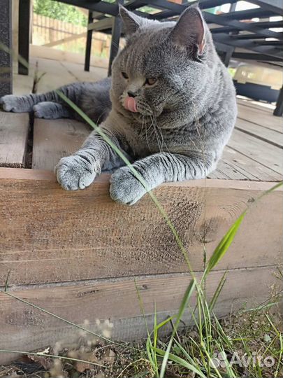 Британский кот