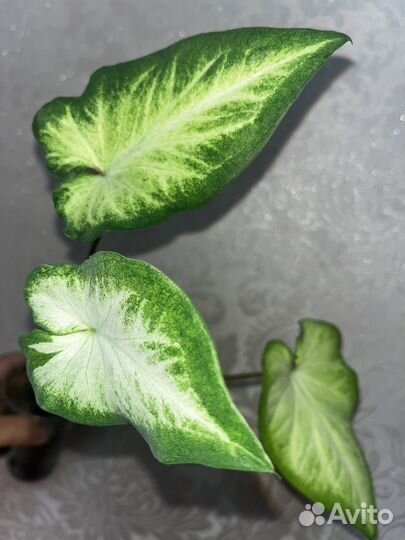 Комнатные растения цветы