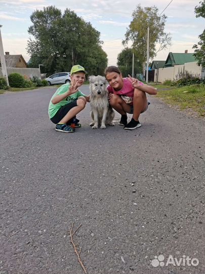 Собака в добрые руки хаски