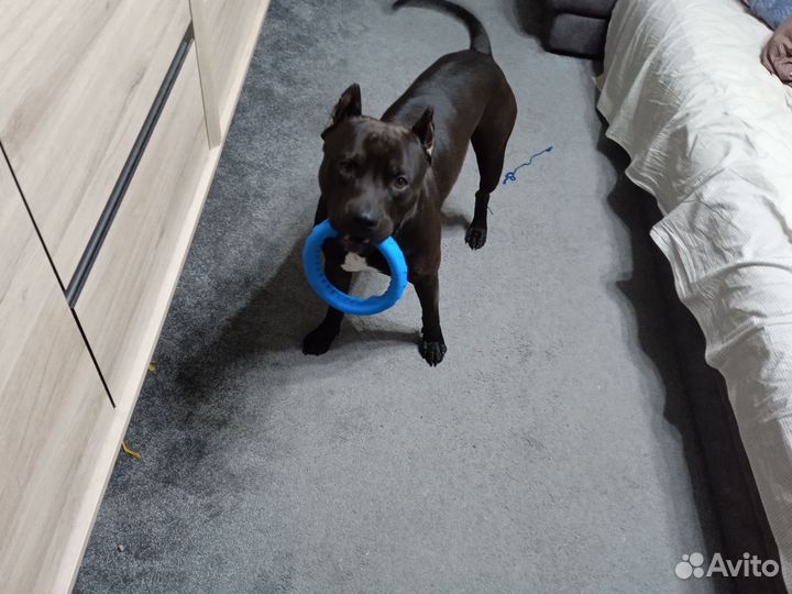 Питбультерьер