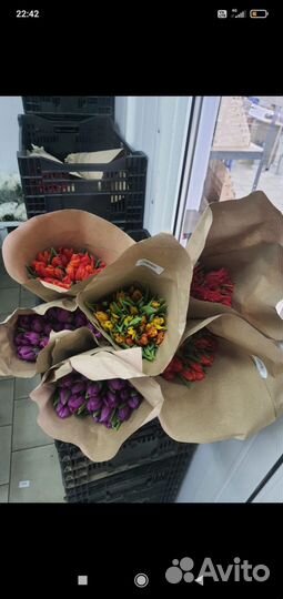 Луковицы тюльпанов