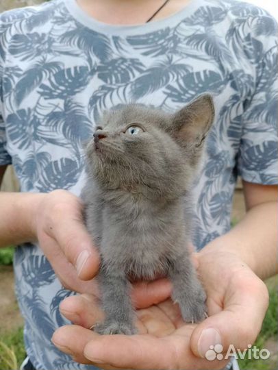 Британские котята