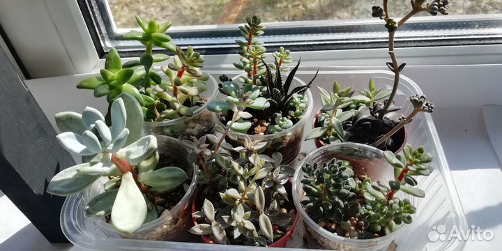 Суккуленты садик, микс
