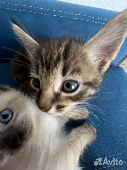 Котята милашки ищут хозяина