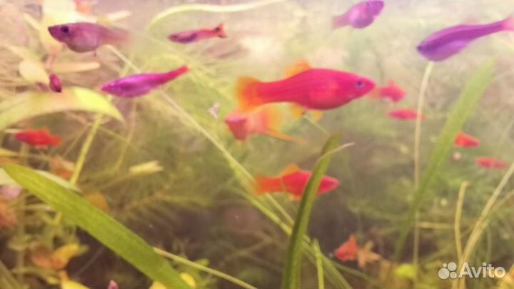 Мальки меченосцев и гуппи