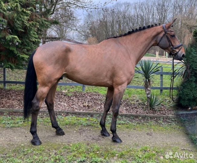 Мерин Бельгийский теплокровный