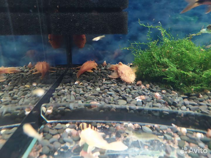 Анциструс супер Ред. Гуппи эндлера