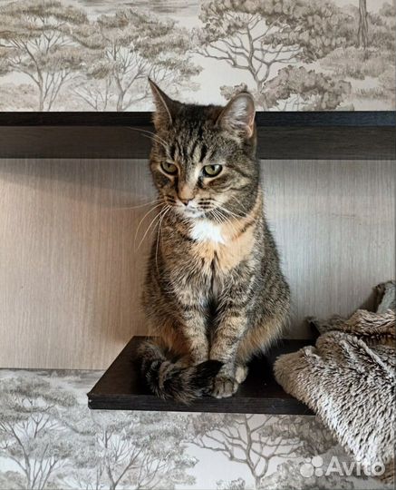 Нежная и очень скромная кошечка