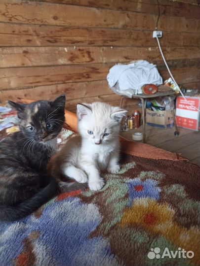 Котята