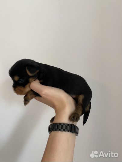 Щенки йорка