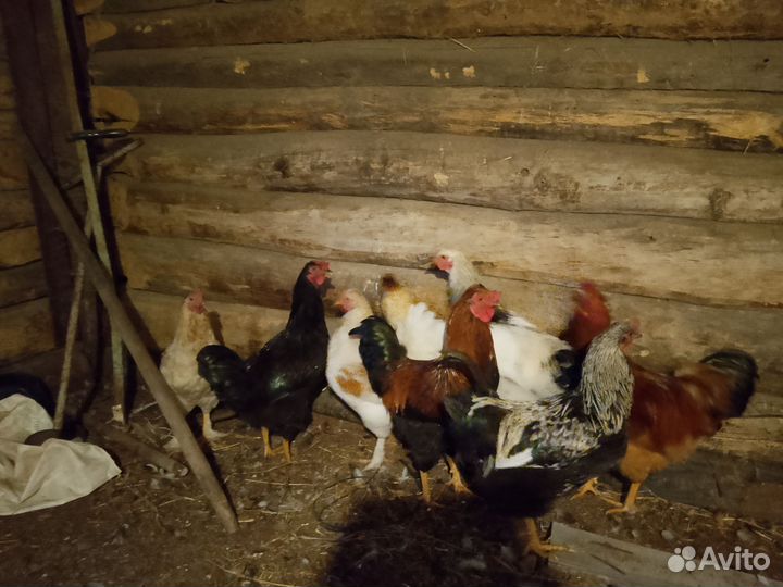 Молодые петухи