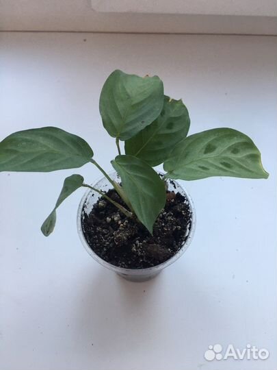 Маранта керховена