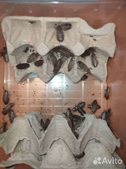 Мраморные Тараканы