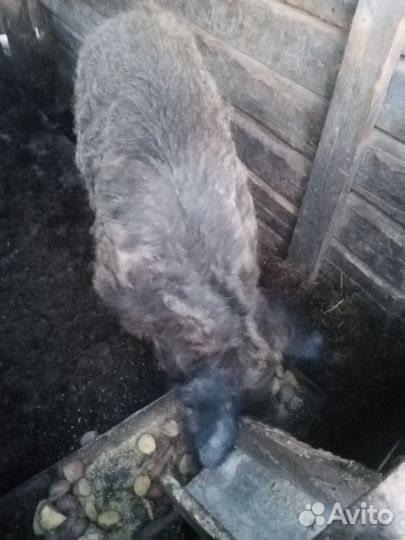 Хряк на племя