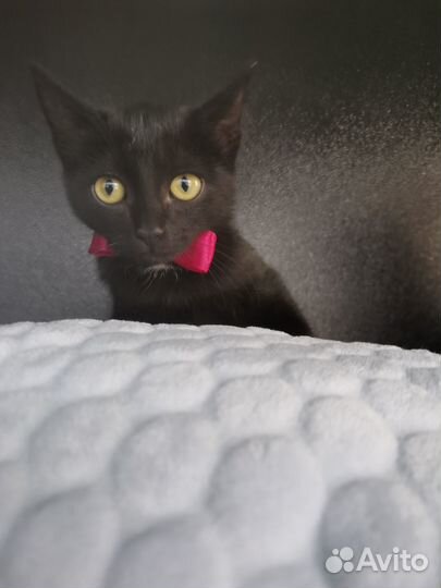 Отдам котёнка