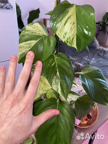 Эпипремнум хэппи лиф