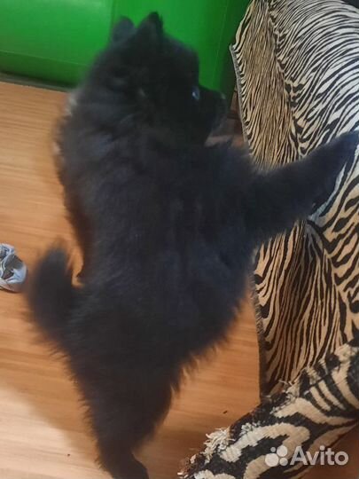 Немецкий шпиц