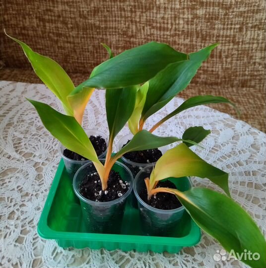 Хлорофитум грин оранж