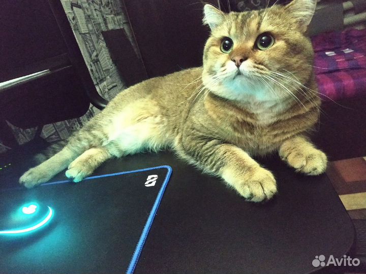 Кот на вязку