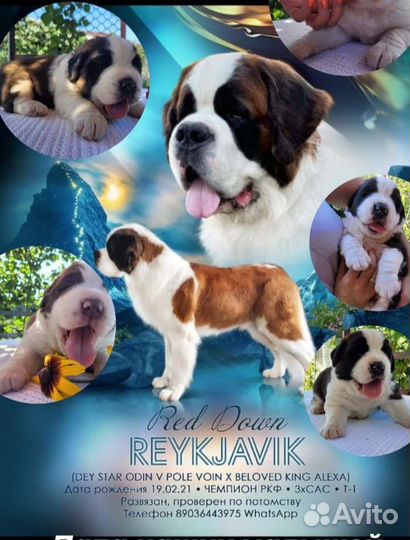 Сенбернар вязка