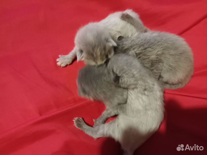 Кошка Британская