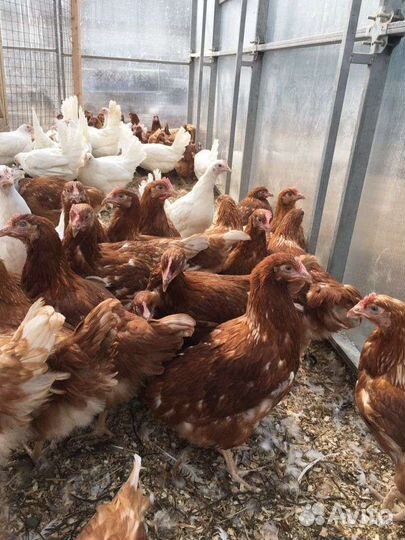 Куры молодки