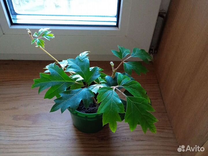 Циссус березка