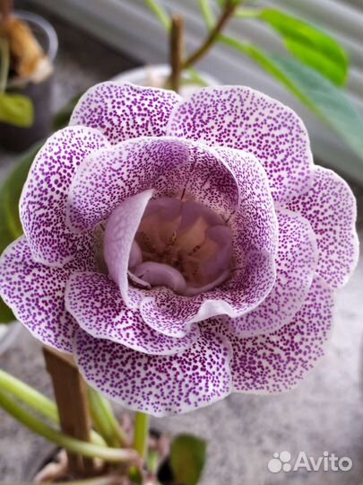 Глоксиния махровая + алое