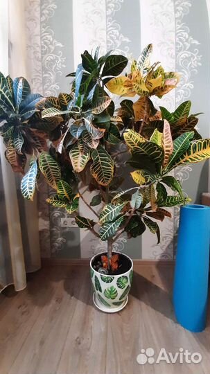 Комнатный цветок. Кротон